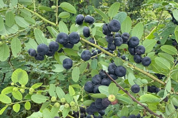 Cây mọc hoang hỗ trợ đường huyết, kháng khuẩn
