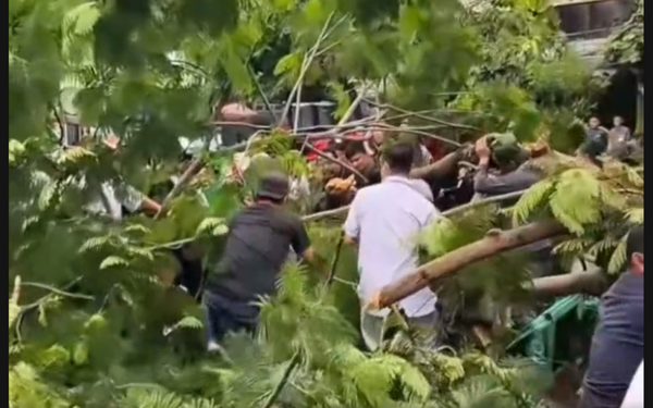 Cây phượng bật gốc đè chết một người đàn ông đang đứng trên vỉa hè
