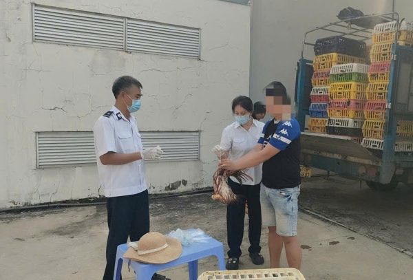 Chặn 2 xe tải chở gần 4 tấn gà không có giấy kiểm dịch trên đường vào TPHCM