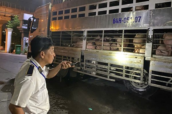 Chặn 3 xe chở lợn vào TPHCM, tiêu hủy hơn 35 tấn vì nhiễm chất cấm và dịch bệnh