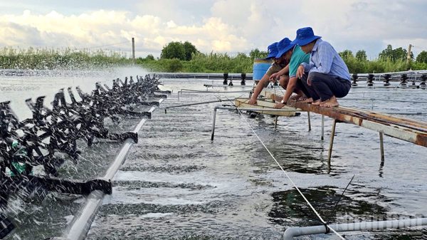 Chàng trai Cà Mau số hóa sổ cân tôm