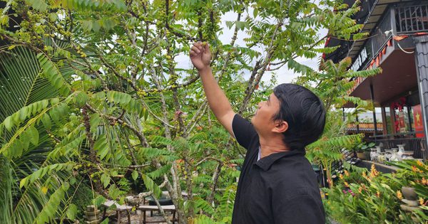 Chàng trai miền Tây làm mới giá trị cây chùm ruột, thu nhập gần 500 triệu đồng/năm