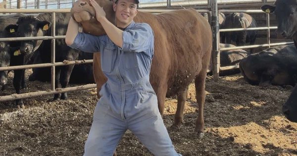 Chàng trai Việt cả ngày ‘bẻ cổ’, massage, chăm sóc bò Wagyu ở Nhật