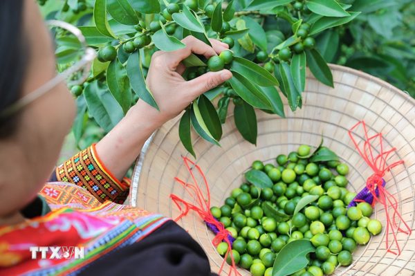 Chanh rừng Mẫu Sơn: Từ sương mù vùng núi cao bước lên quầy hàng OCOP