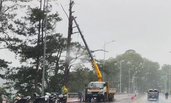 Chặt loạt thông nguy cơ đổ xuống đèo Prenn ở cửa ngõ Đà Lạt
