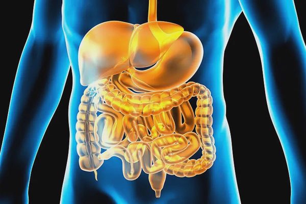 Chất xơ hay men vi sinh tốt hơn cho hệ tiêu hóa?