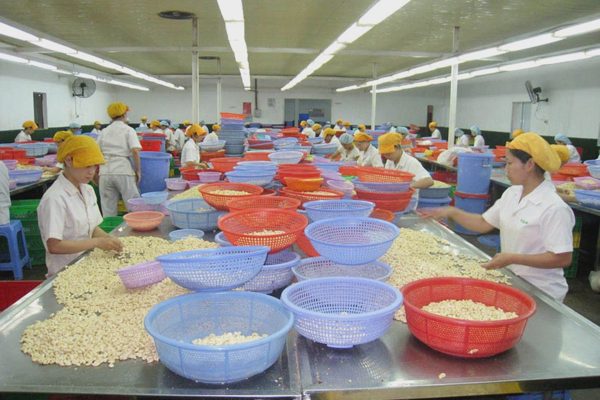 Châu Phi tăng chế biến điều tại chỗ, ngành điều Việt Nam đối mặt áp lực mới