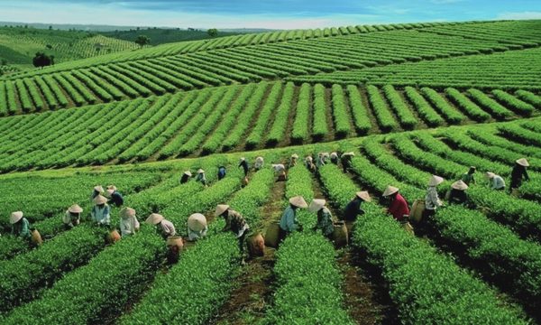 Chè Việt xuất sang Mỹ tăng giá