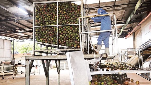 Chìa khóa để nông nghiệp vươn ra thế giới