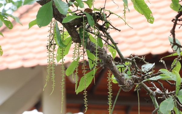 Chiêm ngưỡng cây lộc vừng hơn 300 năm tuổi ở Cần Thơ
