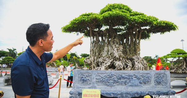 Chiêm ngưỡng cây sanh hơn 100 năm ở Quảng Ngãi được định giá khoảng 2 triệu USD