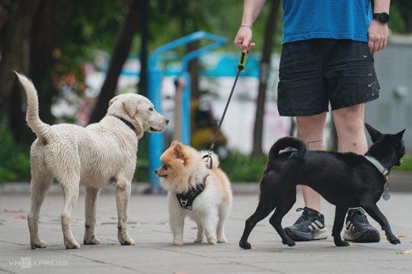 Chó dại cắn 4 người, Đăk Lăk khoanh vùng ổ dịch