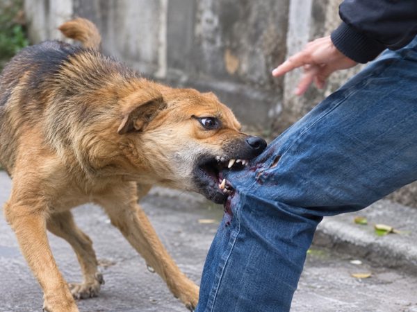 Chó dại cắn bốn người, Đắk Lắk khẩn cấp khoanh vùng ổ dịch