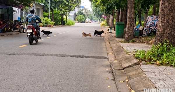 Chó thả rông ở Cát Lái: Vì sao tiếp nhận 14 phản ánh nhưng chưa xử phạt?
