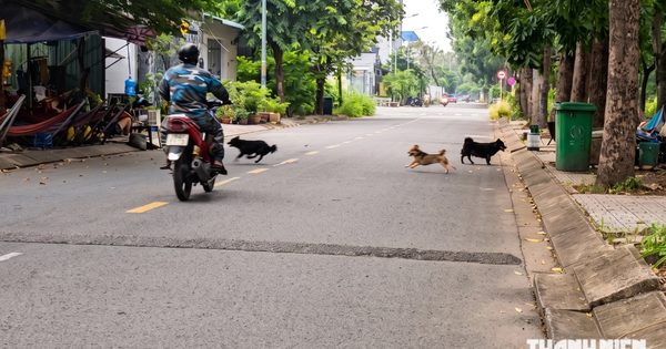 Chó vẫn thả rông khắp khu dân cư Cát Lái, có bé gái bị rượt vào tận nhà sách
