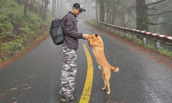 Chú chó dẫn khách leo núi ở Đà Lạt