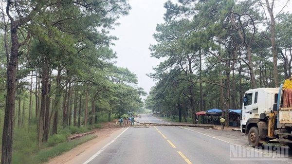 Chủ động cắt hạ cây thông chết khô dọc Quốc lộ 14