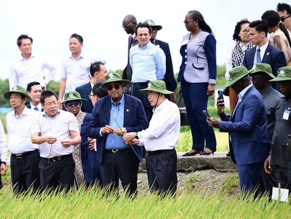 Chủ tịch Quốc hội Trần Thanh Mẫn và Chủ tịch Quốc hội Bờ Biển Ngà thăm đồng lúa Cần Thơ