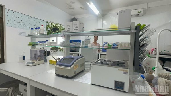 Chủ tịch Ủy ban nhân dân tỉnh Quảng Ngãi chỉ đạo vụ kiểm tra ADN sâm Ngọc Linh chưa được cấp phép