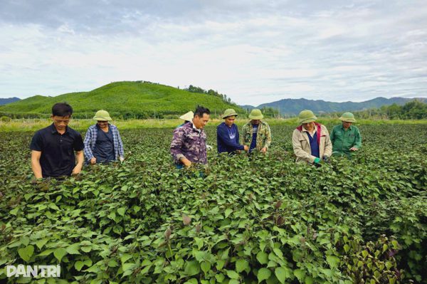 Chưng cất loại lá quen thuộc thành tinh dầu, bán giá cả chục triệu đồng/lít