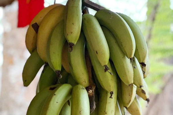 Chuyên gia dinh dưỡng chia sẻ 3 mẹo khi ăn chuối vào bữa sáng