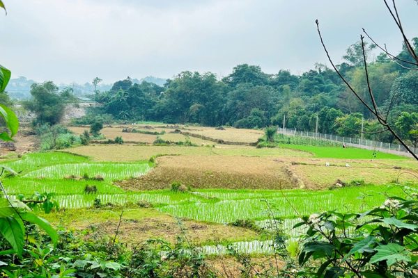 Chuyển sang đất ở: Được giảm tiền sử dụng đất, có thể tính lại khoản đã nộp
