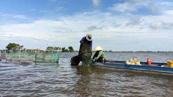 Chuyển sang tư duy bảo vệ “đặc sản” mùa nước nổi