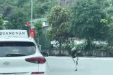 Clip đà điểu 'phi' trên quốc lộ ở Quảng Ninh, ô tô phải né tránh