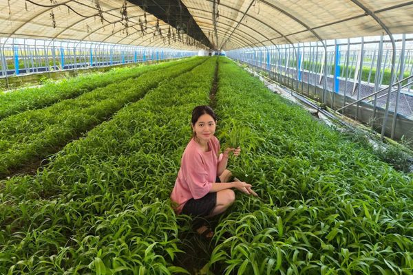 Cô gái Tây Ninh lên tivi Hàn Quốc, trồng rau kiếm 500 triệu đồng/tháng