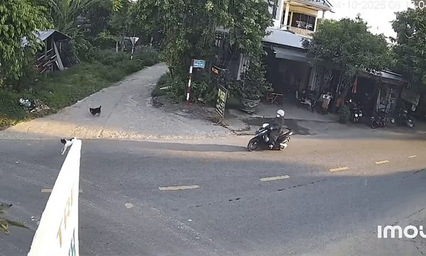 Cô gái trượt dài trên đường vì tông trúng chó thả rông