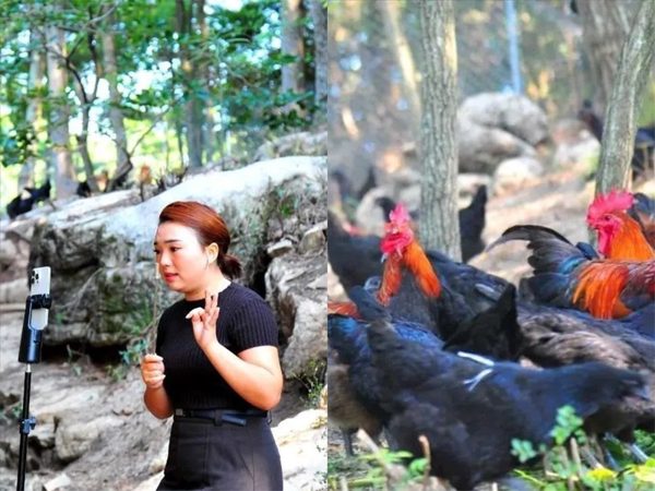 Cô gái về quê làm giàu với 'gà tập gym', tạo việc làm cho hàng trăm người