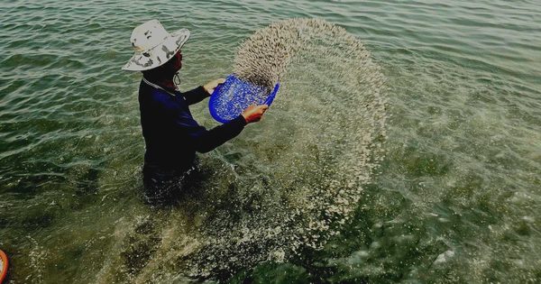 Có một nghề đặc biệt ở sông Cửa Lấp: Ngâm mình rải hàng triệu con nghêu giống