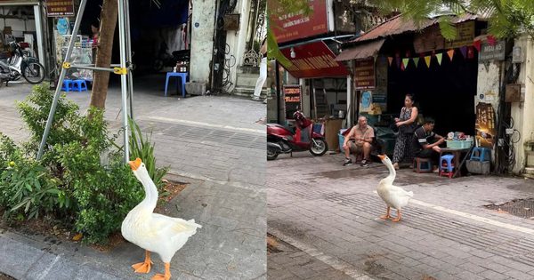 Con ngỗng được bà dắt đi dạo ở Hà Nội, dân mạng hỏi nhau ‘gặp ở đâu?’
