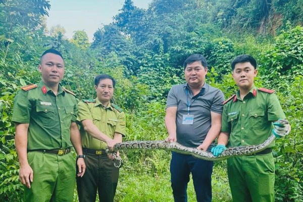 Con trăn dài 4,5m bò vào nhà người dân ở Nghệ An