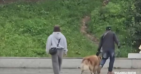 Công an làm rõ vụ đánh chó Alaska ở quảng trường Lâm Viên Đà Lạt