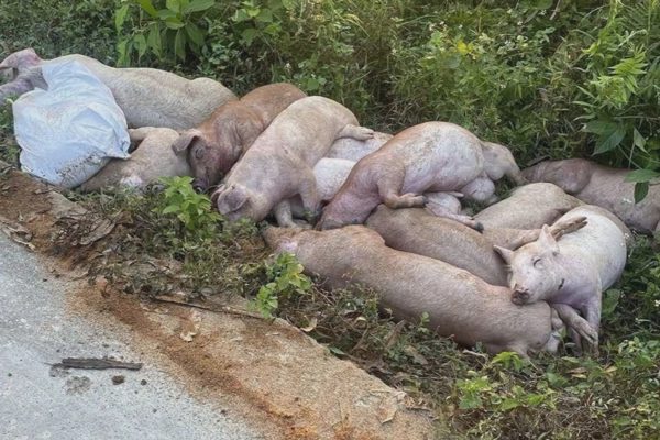 Công an làm việc với người đàn ông vứt 15 xác lợn chết ra đường
