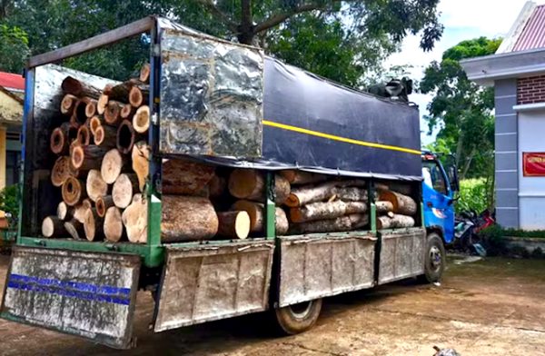 Công an phát hiện 451 thân gỗ bị cưa hạ trong rừng từ đầu mối chiếc xe tải