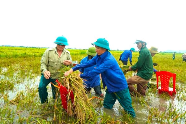 Công an, thanh niên xuống đồng gặt lúa giúp người dân sau mưa lớn