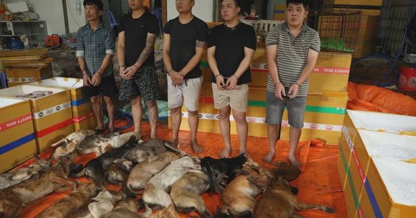 Công an TP.HCM triệt phá các đường dây trộm chó liên tỉnh