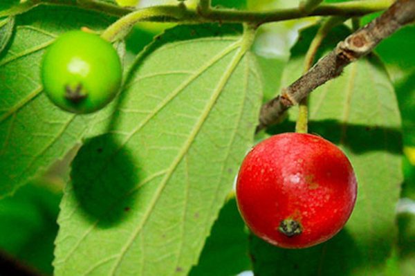 Công dụng bất ngờ từ cây trứng cá vừa bị Hà Nội cấm trồng nơi công cộng