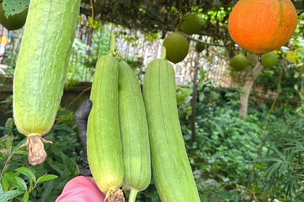 Công dụng không ngờ từ bộ phận này của quả mướp