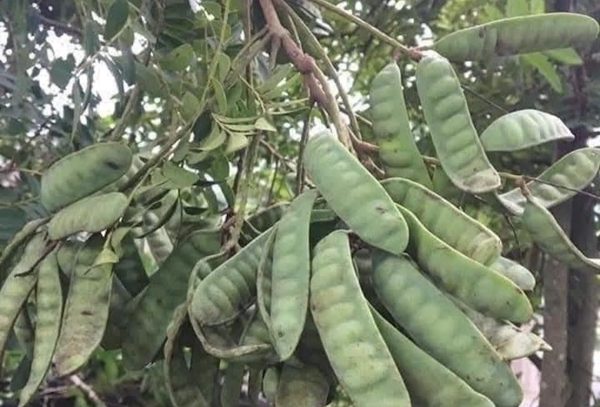 Công dụng một loại cây dùng gội đầu nằm trong danh mục cấm trồng ở Hà Nội