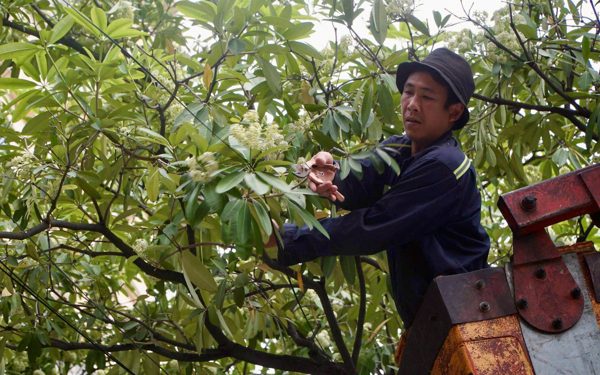 Công nhân cầm kéo cắt bớt hoa sữa trên phố Hà Nội