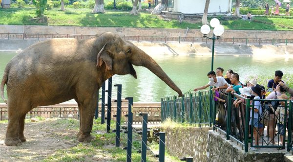 Công viên Thủ Lệ dự kiến chuyển từ xem thú trong lồng sang trải nghiệm hoang dã