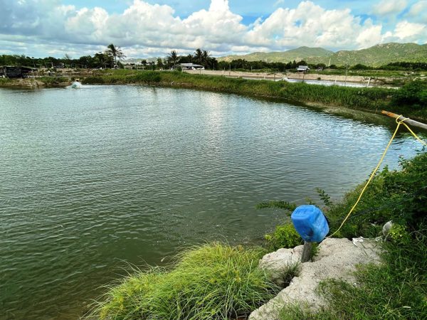 Cụ bà khiếu nại bị thu hồi đất ‘không bồi thường’ đìa nuôi tôm ở Cam Ranh