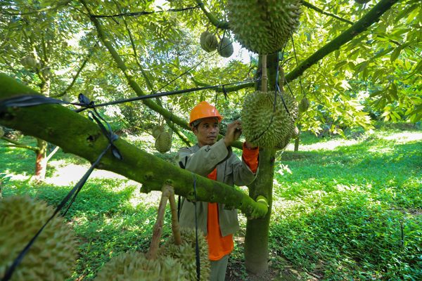 Cú ‘chơi lớn’ trên đồi giúp người dân Khánh Hòa thu tiền tỷ