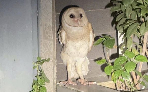 Cú lợn bị cắt lông cánh, không thể bay đã chết sau nhiều ngày được cứu hộ, chăm sóc