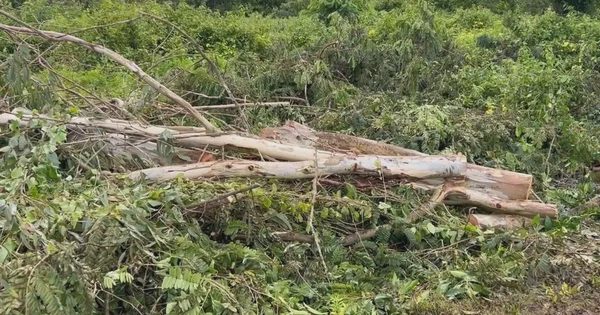 Cưa cây dọn vườn, người đàn ông ở Đồng Nai bị cây đè tử vong