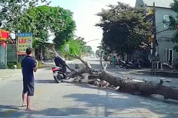 Cưa cây ven đường, cây đổ khiến người đi xe máy tử vong