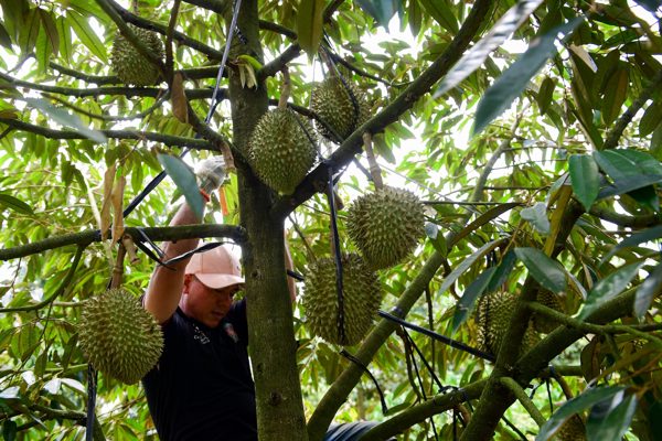 Cục Thuế nêu 2 hệ lụy nếu áp dụng thuế GTGT đầu vào riêng cho nông nghiệp